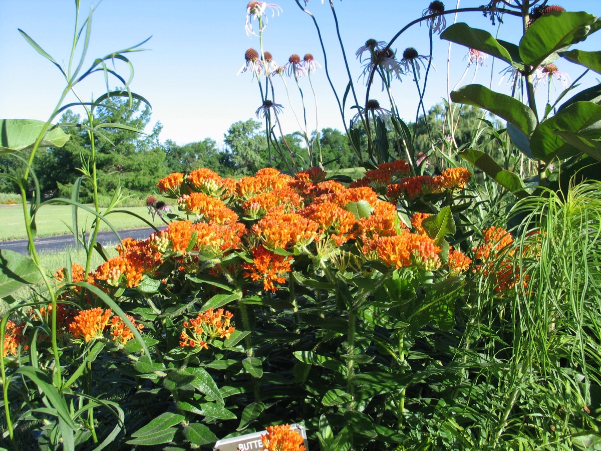 Why Native Plants Dyck Arboretum