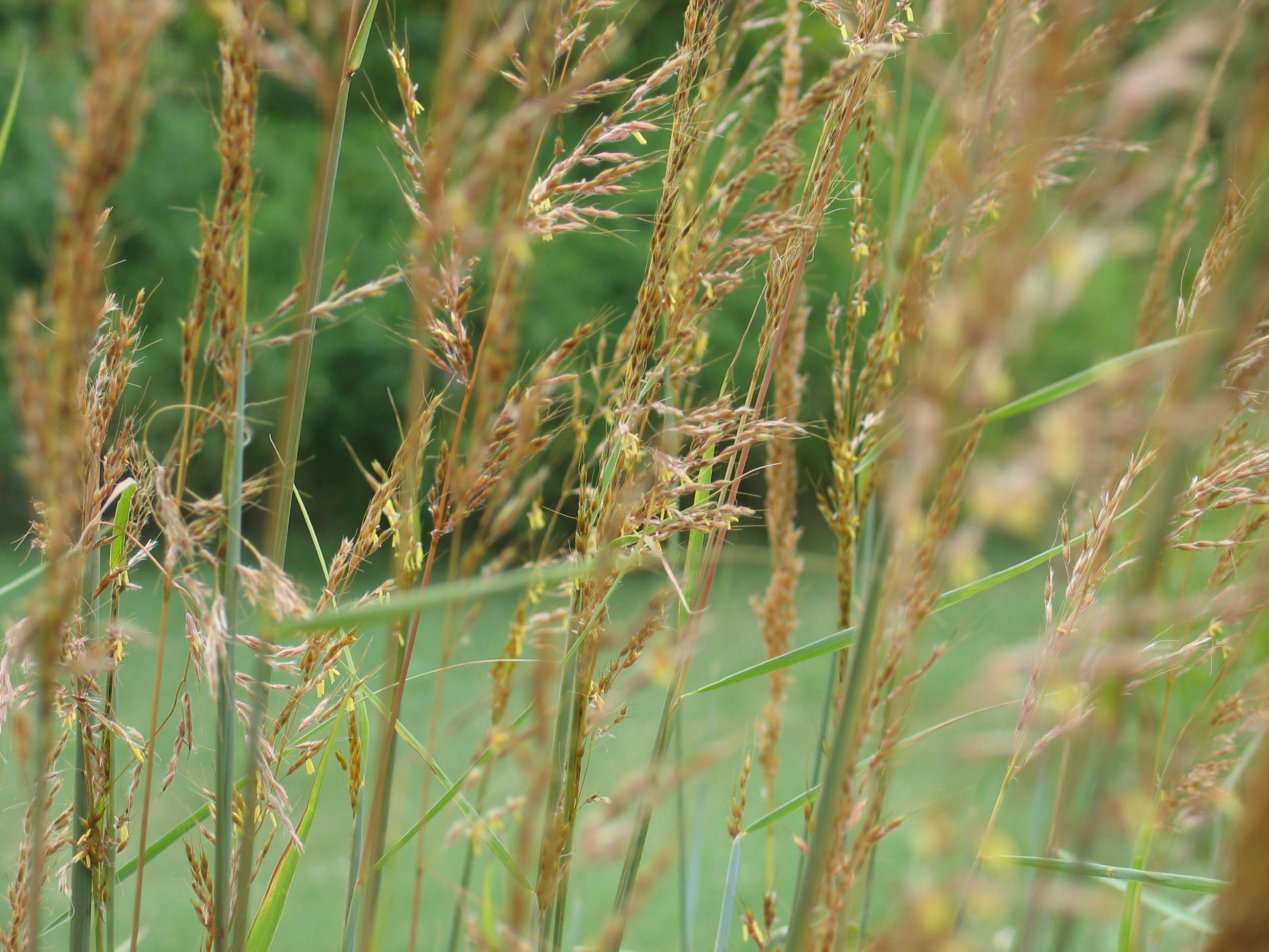 Three Iconic Prairie Grasses to Add to Your Landscape ...
