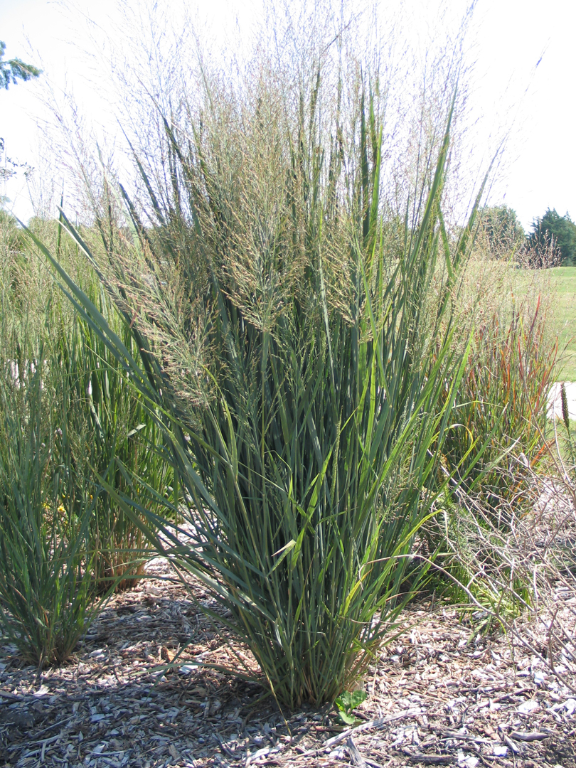 Three Iconic Prairie Grasses to Add to Your Landscape