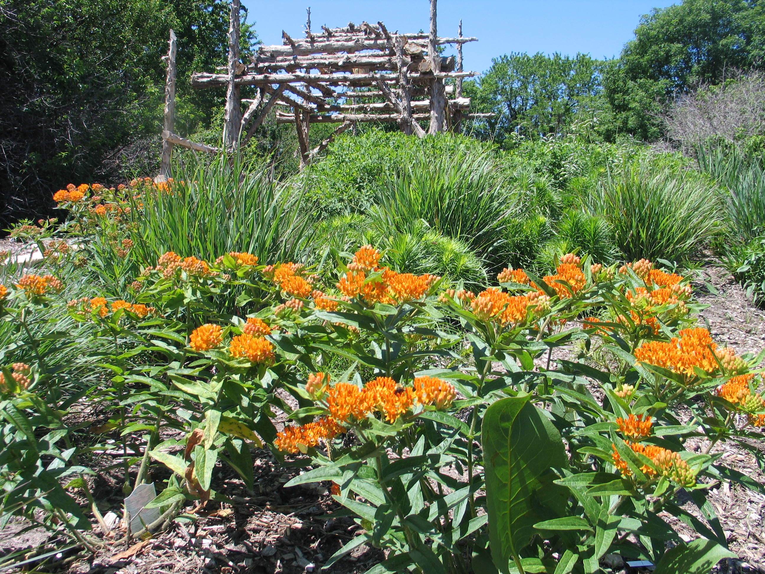 Native Plant Garden Design