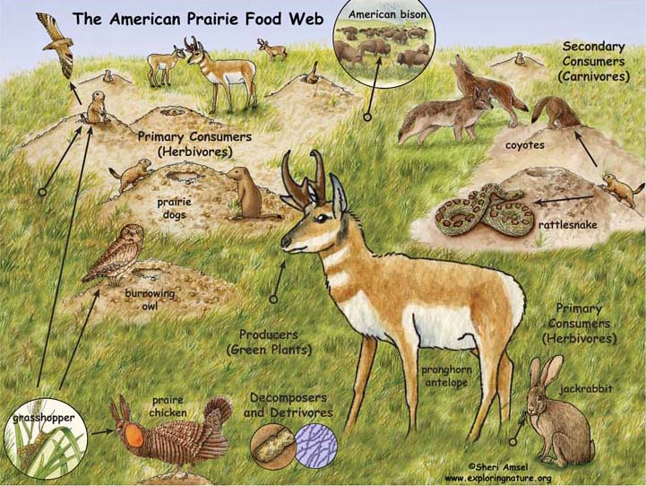 Biome_prairie_foodweb_ShariAmselArtwork