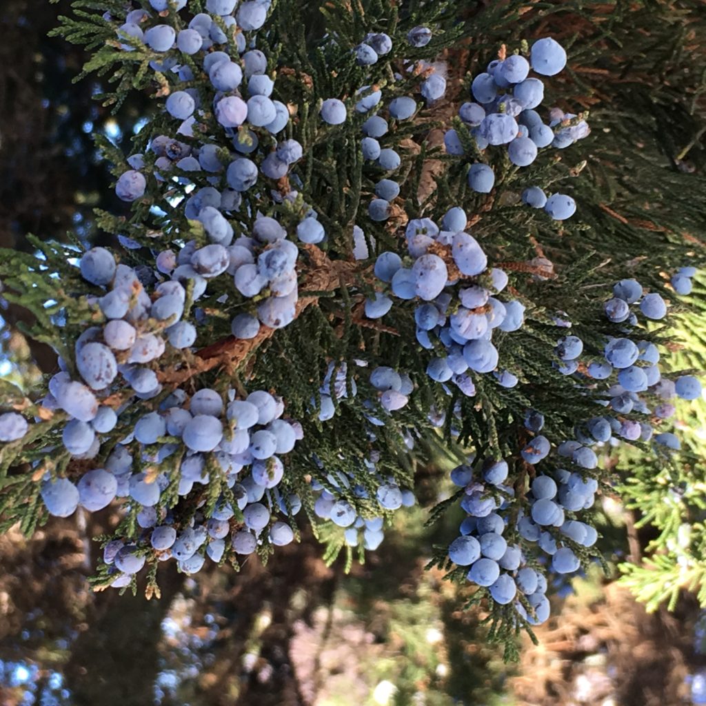 A Few Berry Plants for Birds Dyck Arboretum