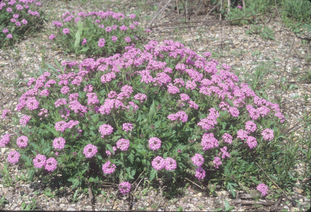 kansas native plants Archives Dyck Arboretum