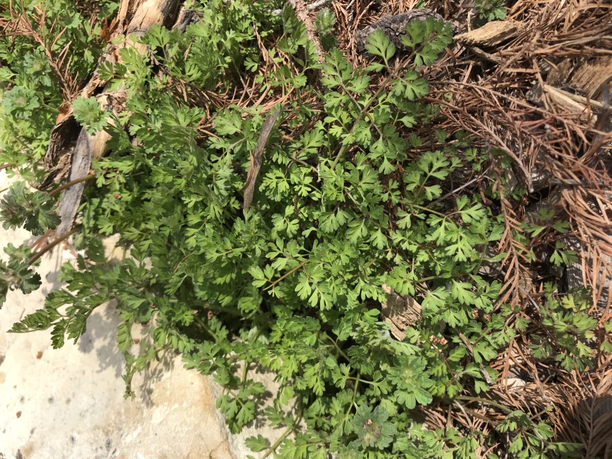 Kansas Weeds Archives Dyck Arboretum