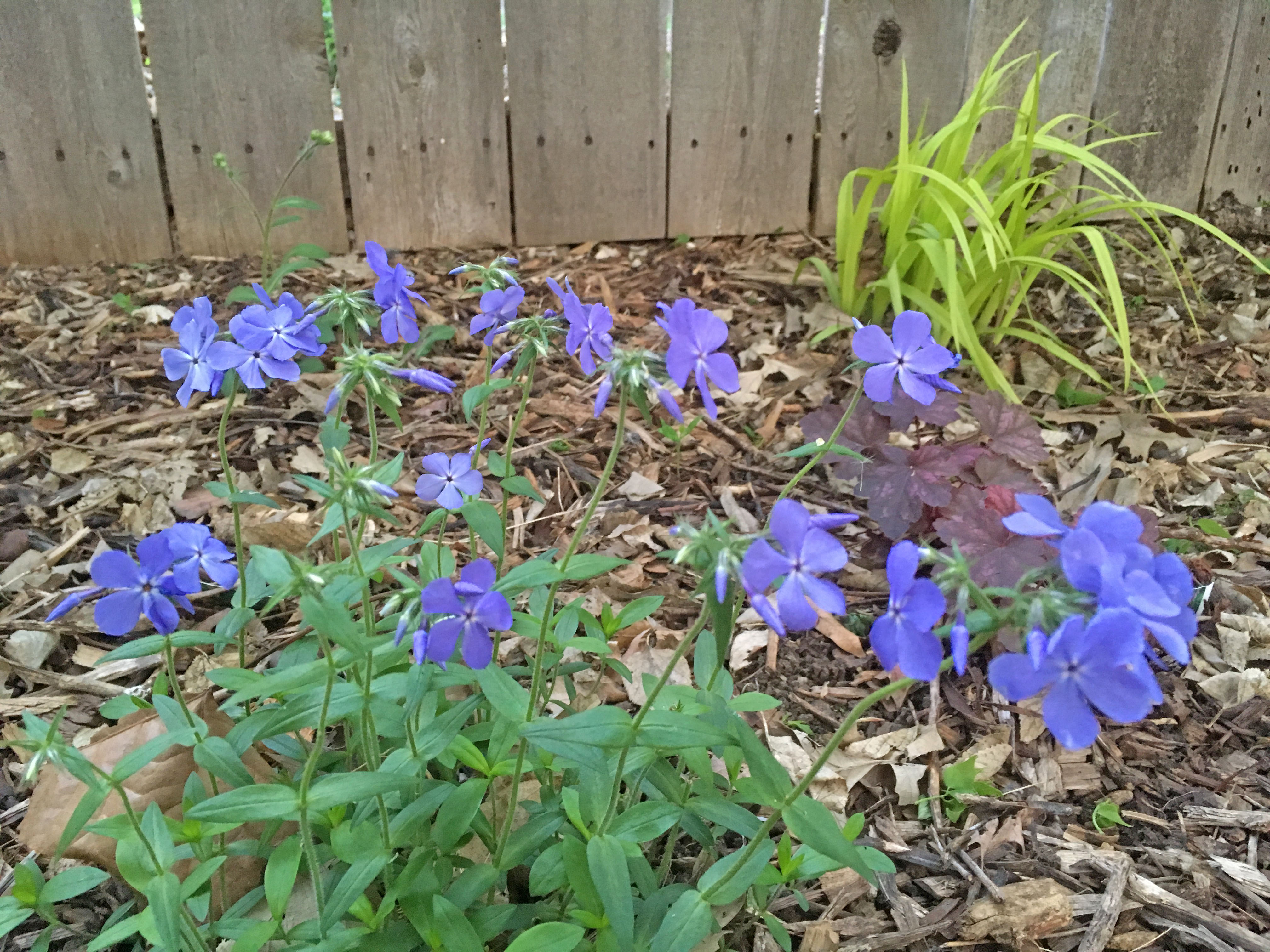 Spring Blooming Prairie And Woodland Plants Dyck Arboretum