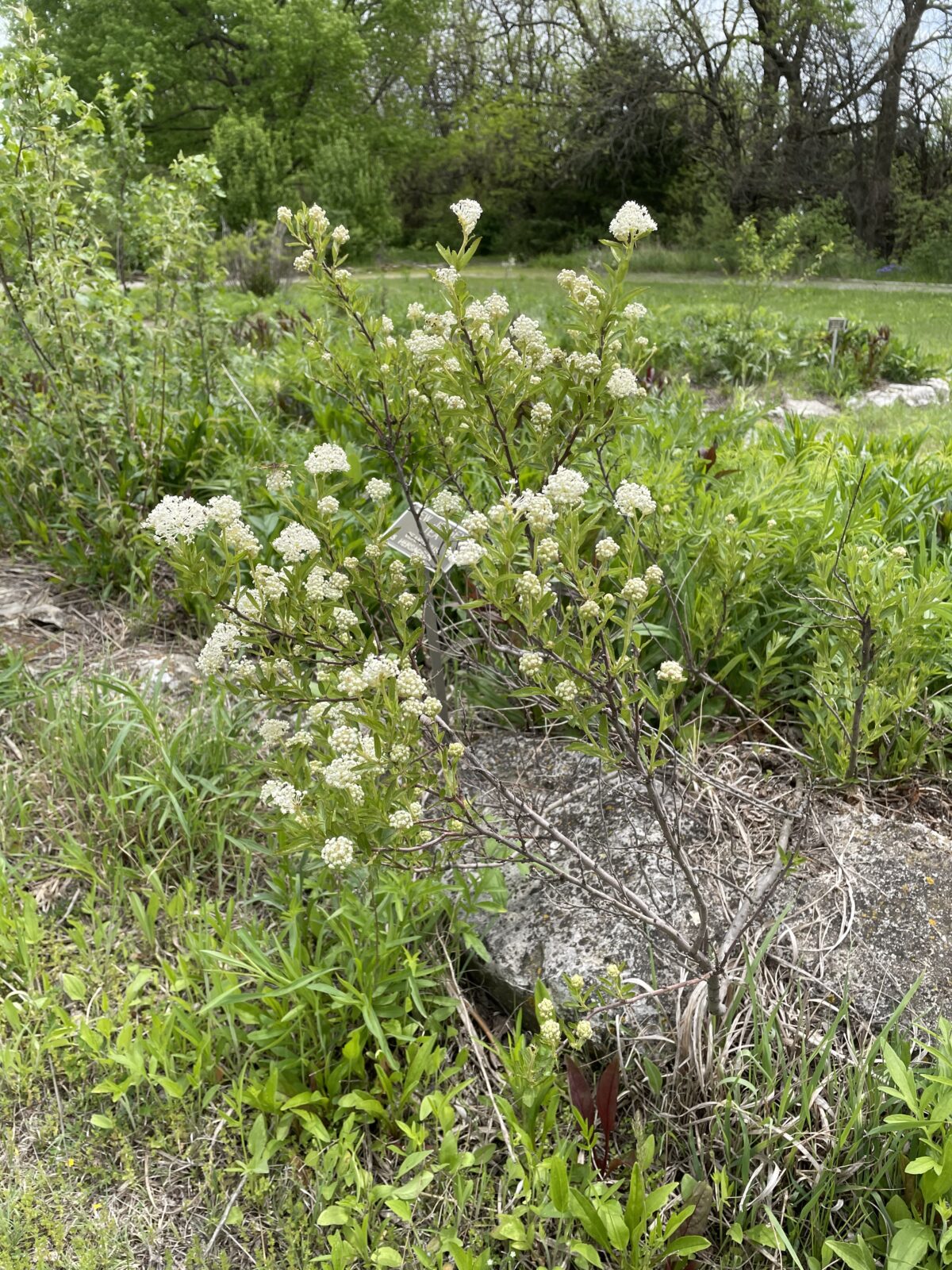 High Demand For Native Plants Dyck Arboretum