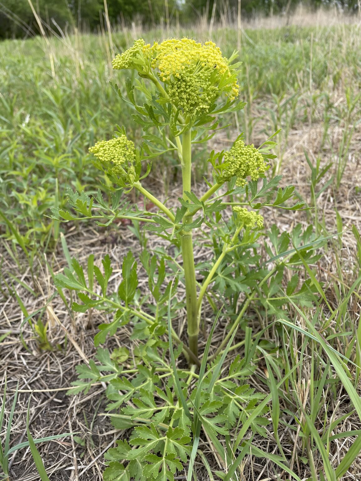 High Demand For Native Plants Dyck Arboretum