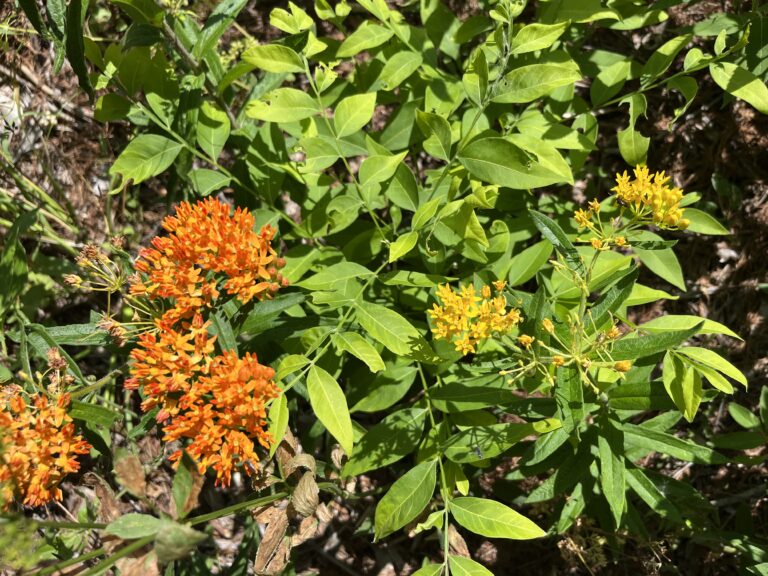 Kansas Native Plants Archives Dyck Arboretum