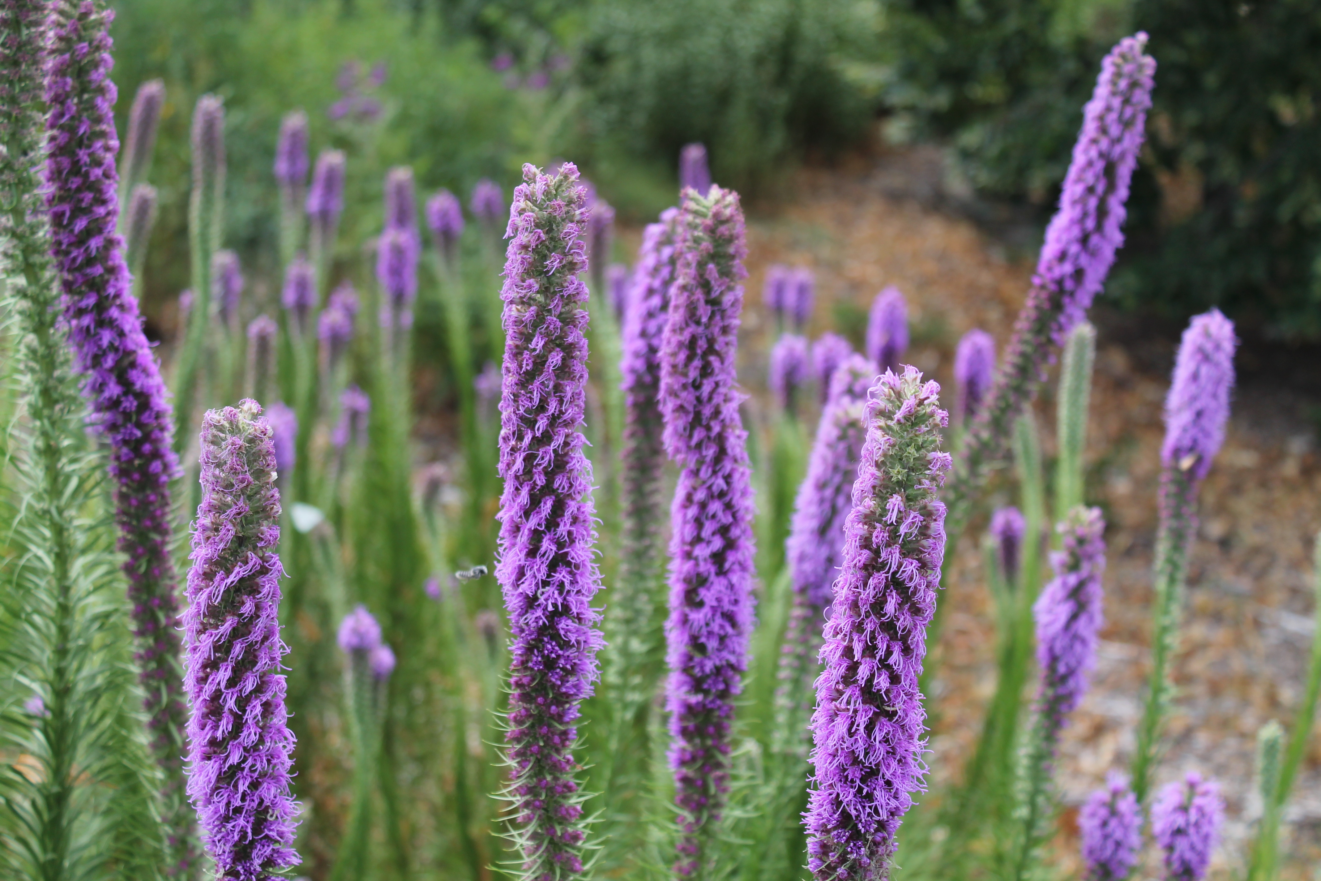 Perennial flowers native to deals kansas