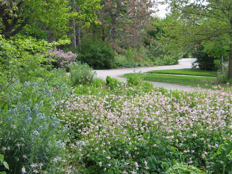 Encore Blog: Do You Want A Native Front Yard? - Dyck Arboretum