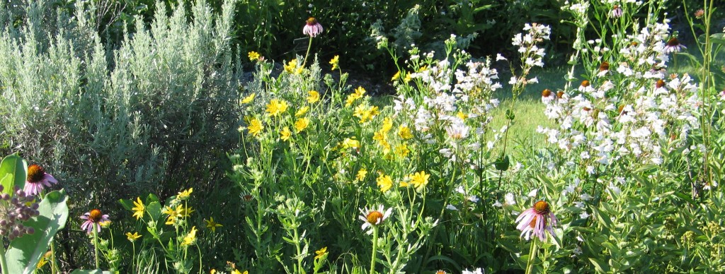 Shrubs for Bees - Dyck Arboretum