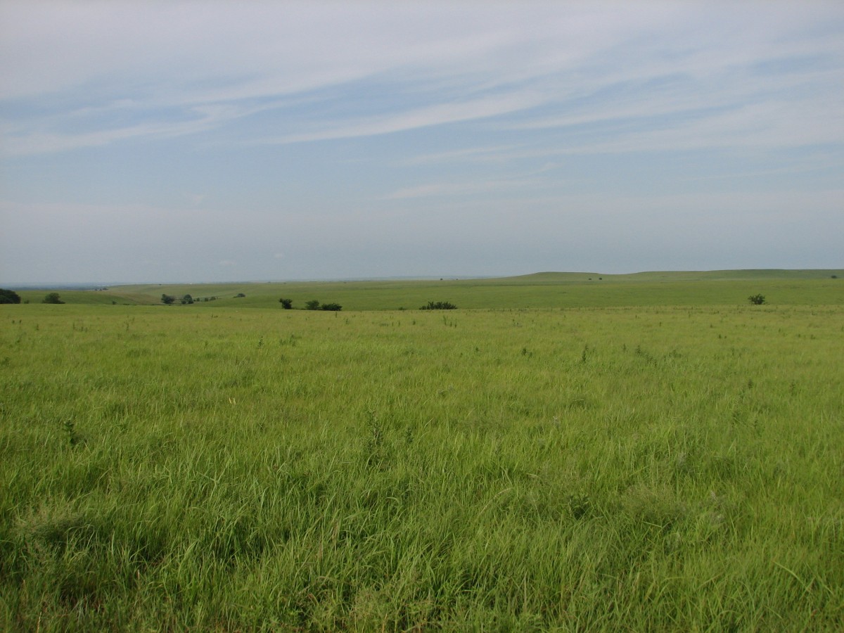 Have You Ever Wondered What The Tallgrass Prairie Was Really Like ...