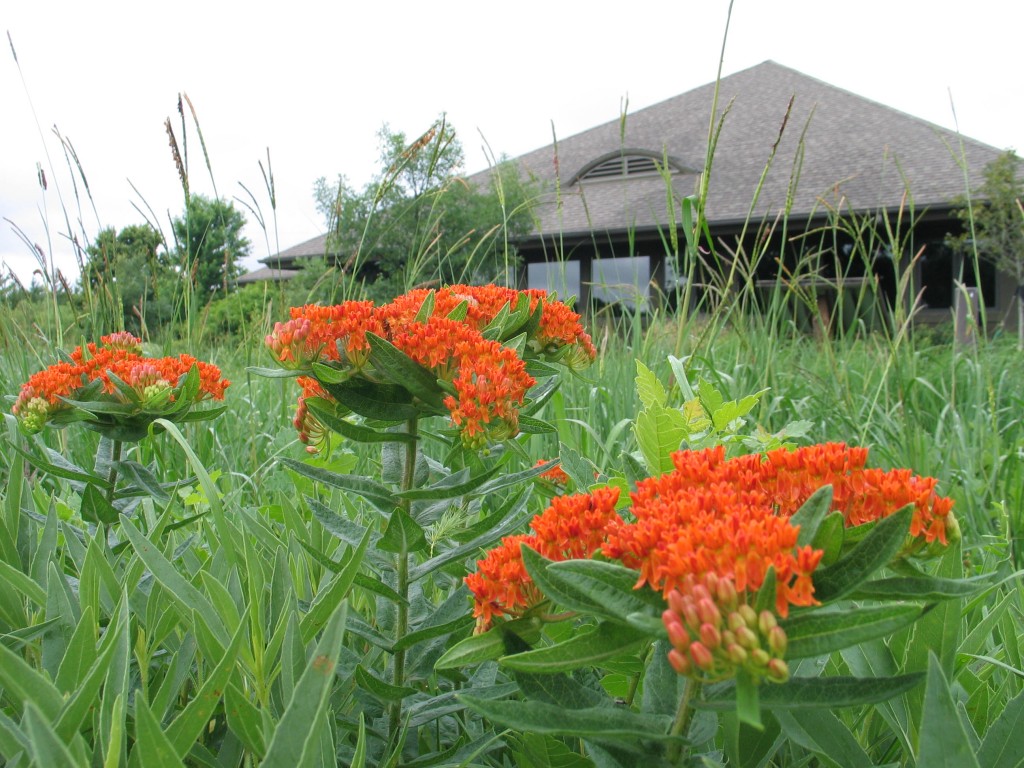 Large Planting