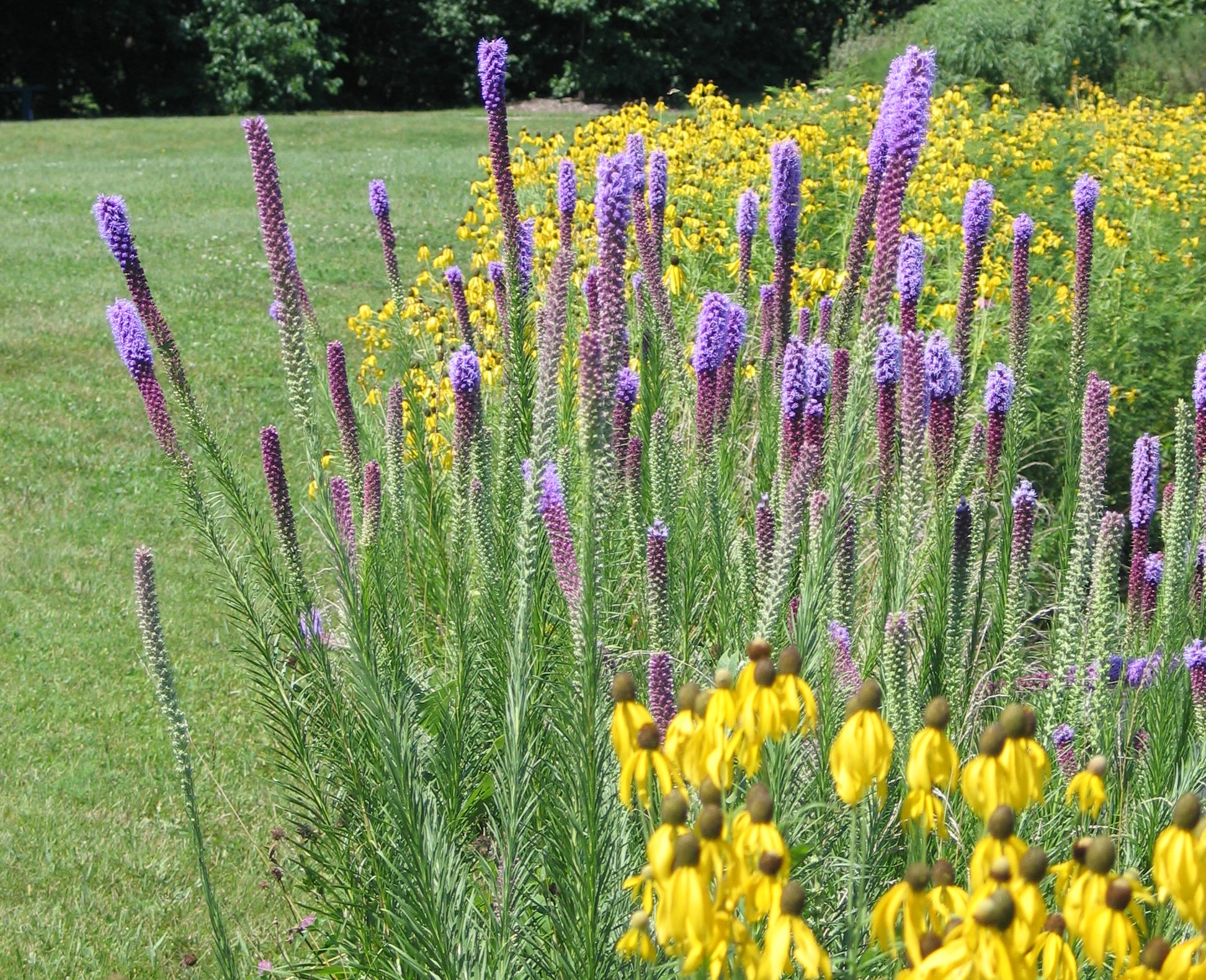 12 Types of Wildflowers for Summer Gardens