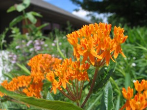 Butterfly milkweed in the small rain garden at the arboretum