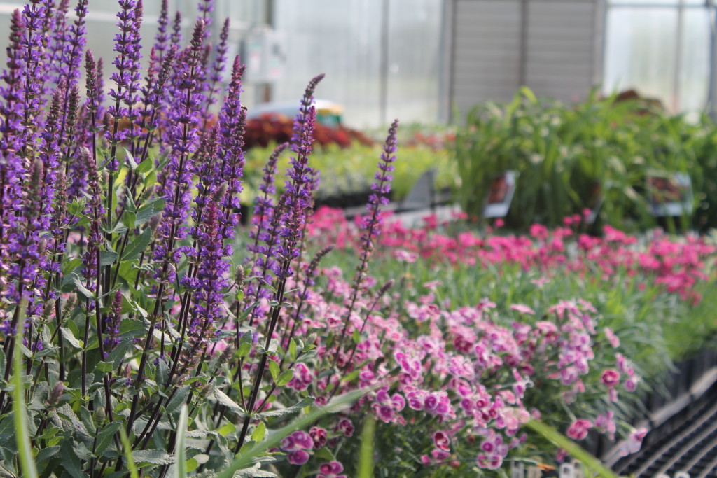 Open Greenhouse