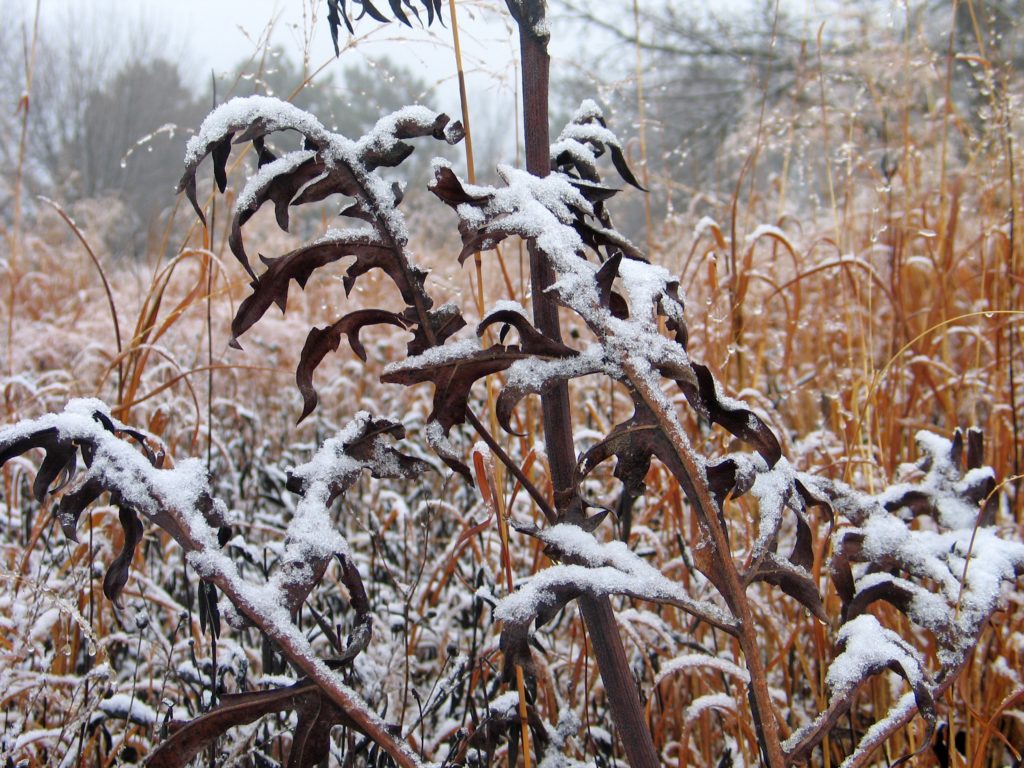 compass plant with snow