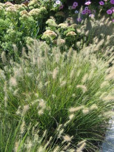 Five Grasses You Should Be Using In Your Landscape - Dyck Arboretum