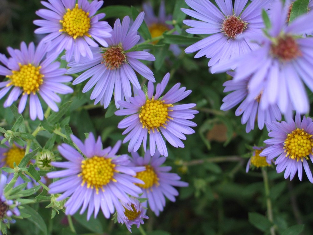 Aster October Skies