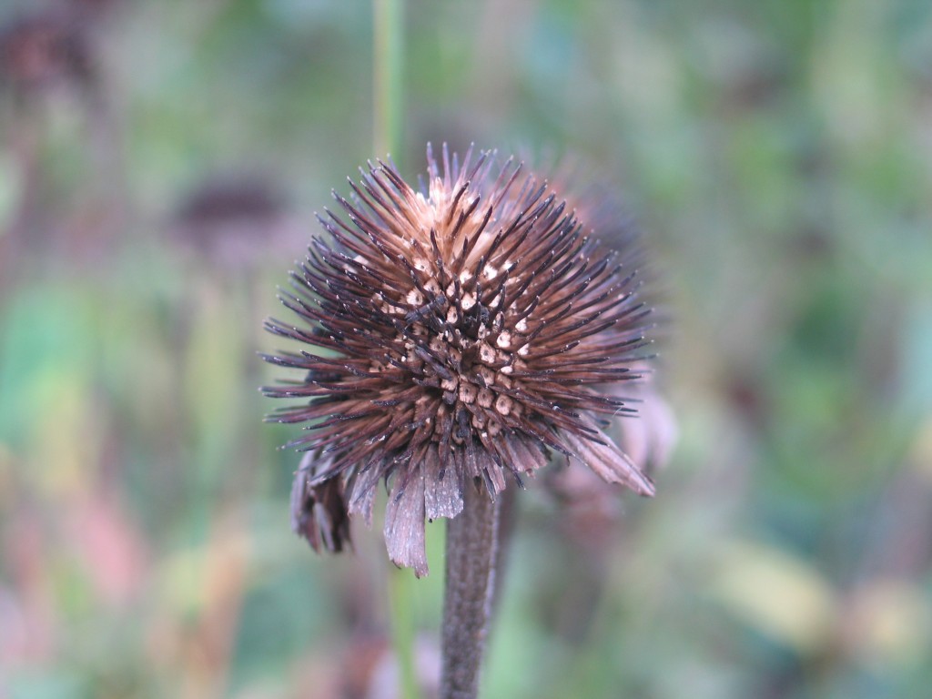 Coneflower Seedhead