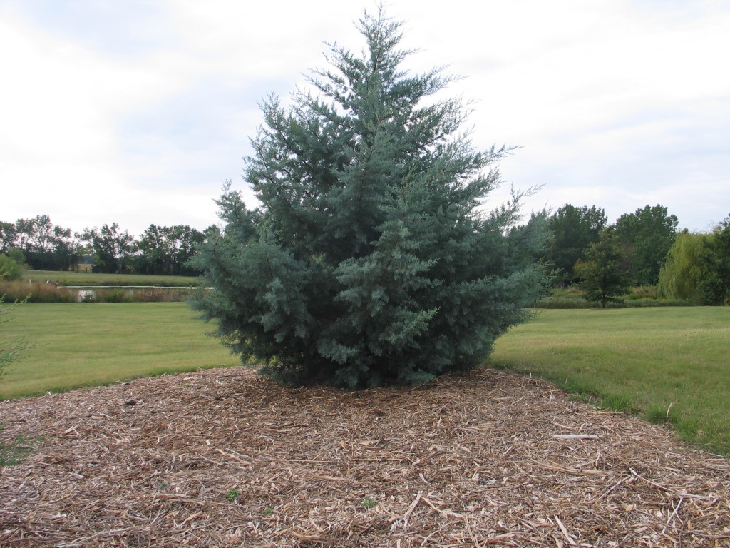 To Mulch or Not to Mulch - Dyck Arboretum