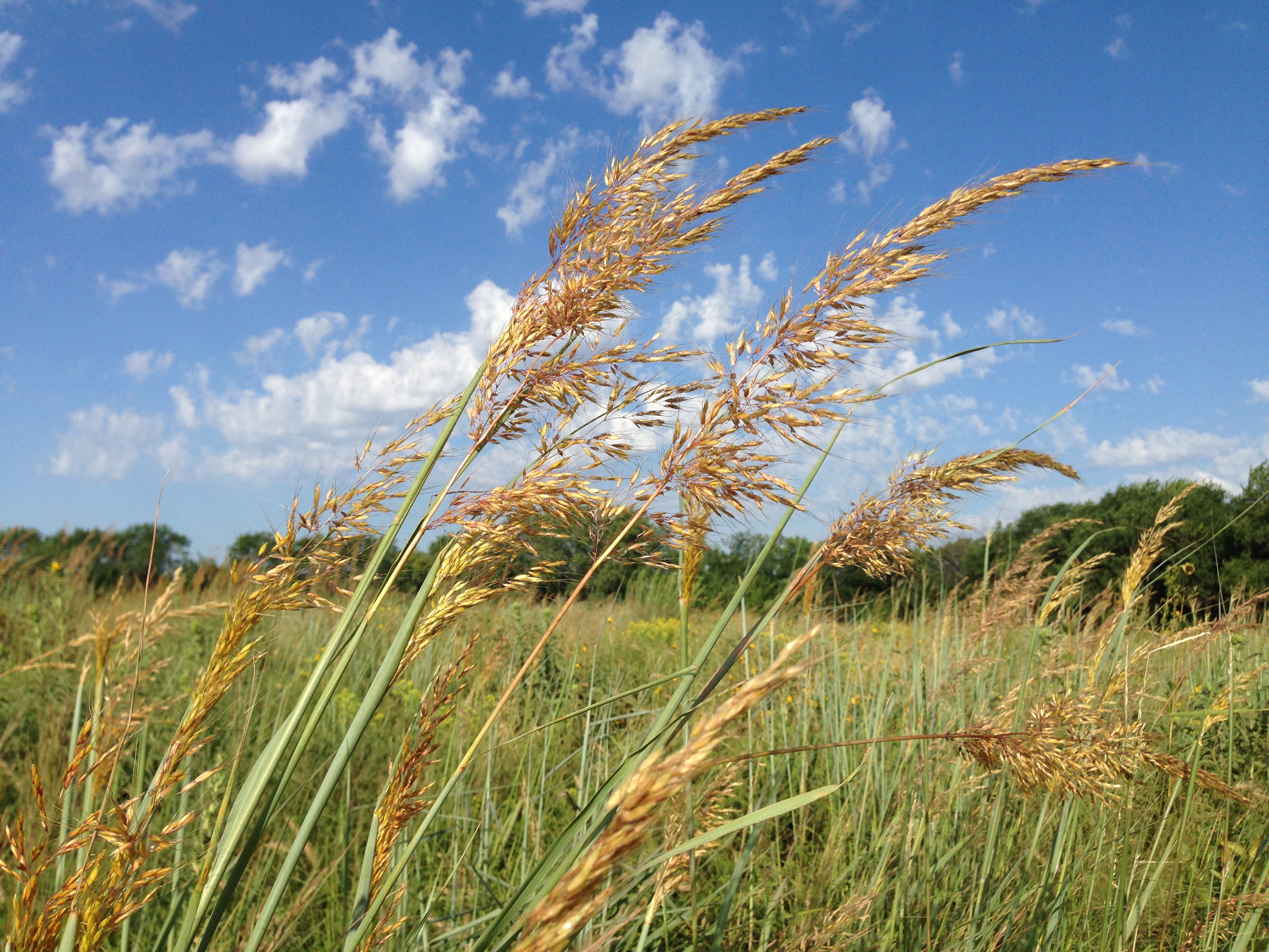 Native Grasses in the Garden - Dyck Arboretum