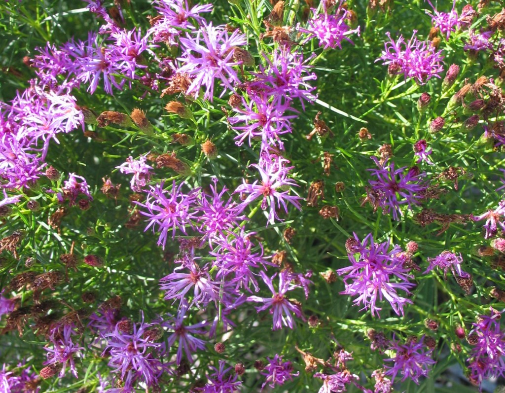 Vernonia Iron Butterfly