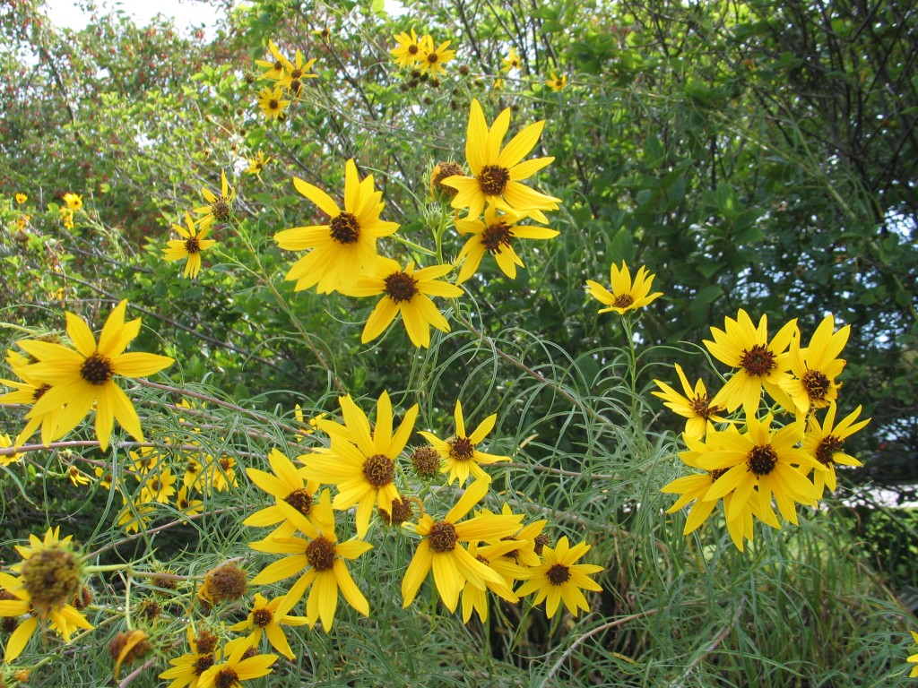 Willowleaf Sunflower