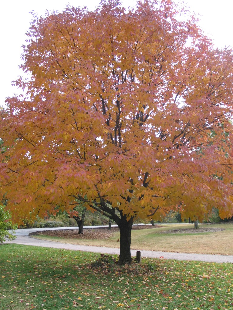 Flashfire® Sugar Maple