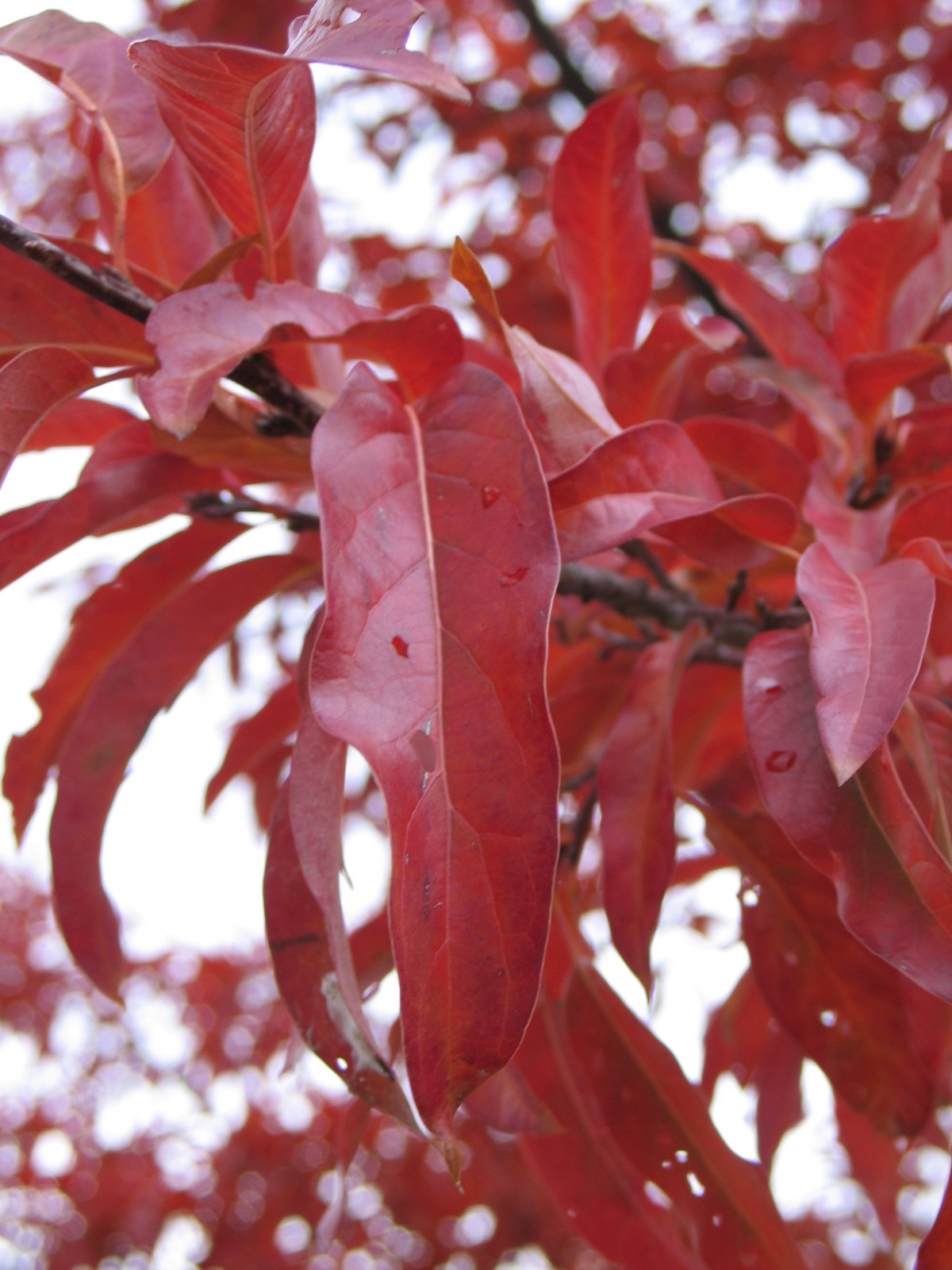 Which Trees Should I Plant in Kansas? Dyck Arboretum