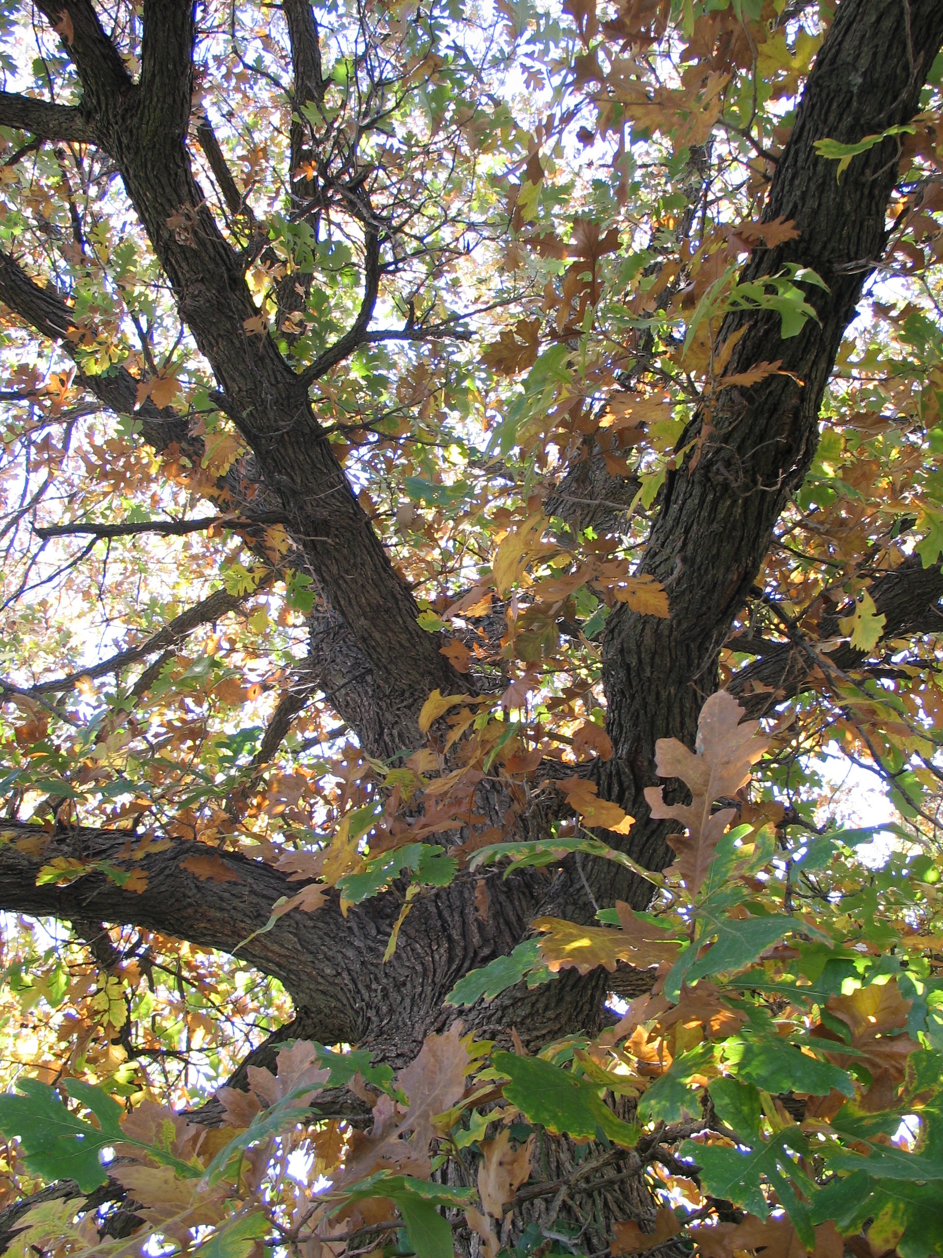 Five Oaks for the Kansas Landscape - Dyck Arboretum