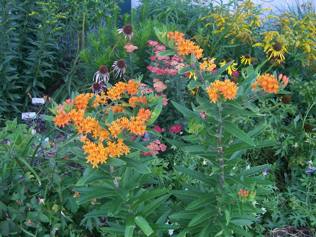 Butterfly Milkweed