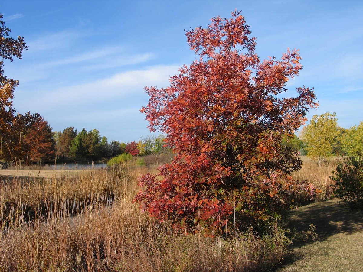 shingle oak Archives - Dyck Arboretum