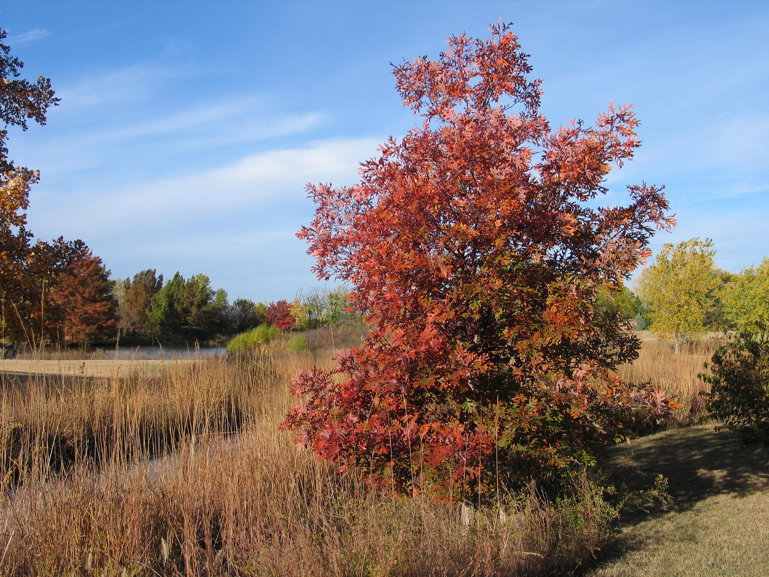 white oak tree in fall