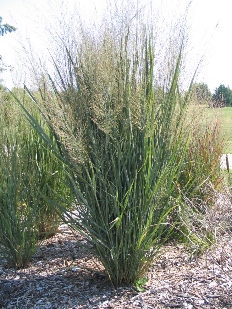 Panicum Northwind.resize