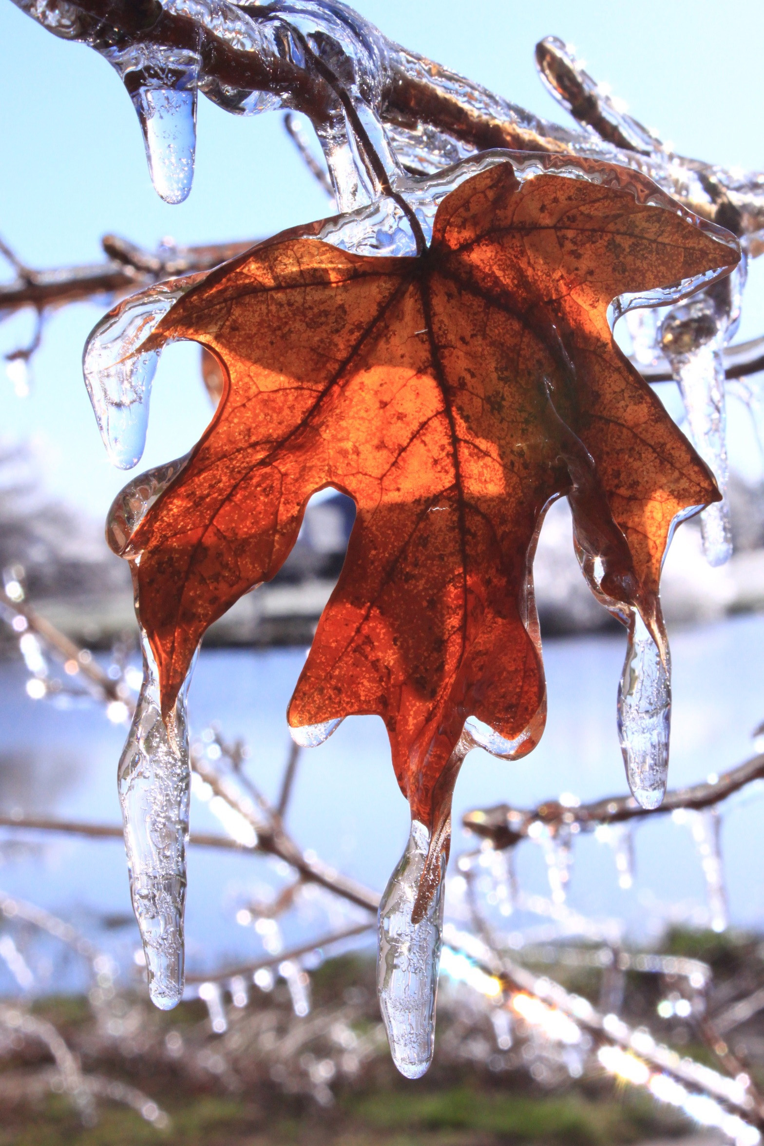 What Happens To Plants In Winter Season