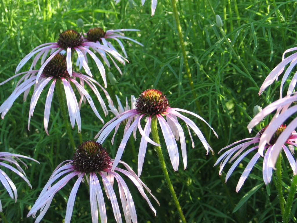 Pale Coneflower