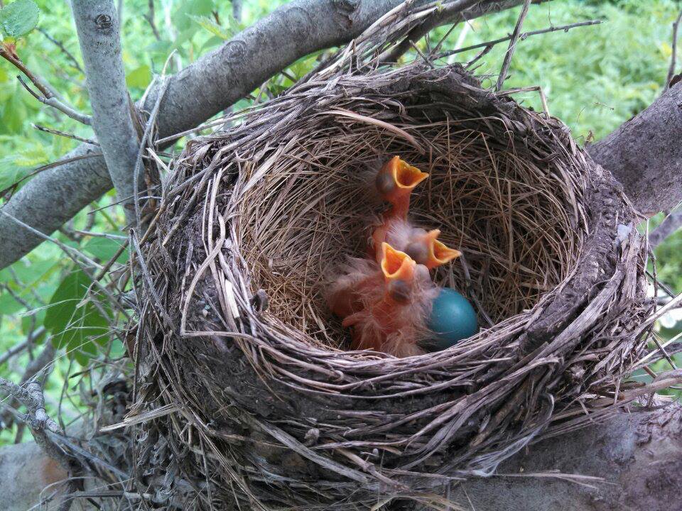 A nest of robins in a hawthorn tree.