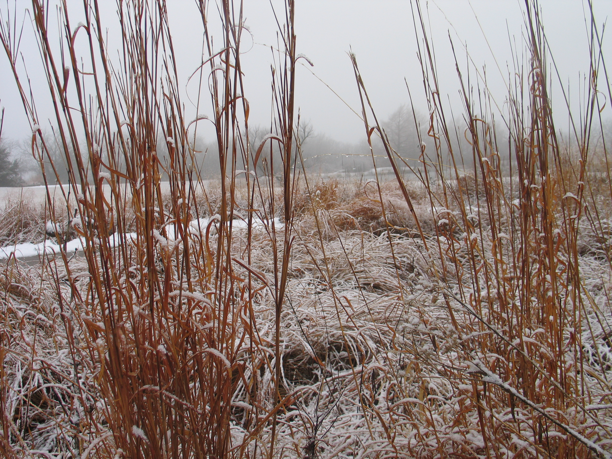 why-do-plants-go-dormant-in-the-winter-dyck-arboretum