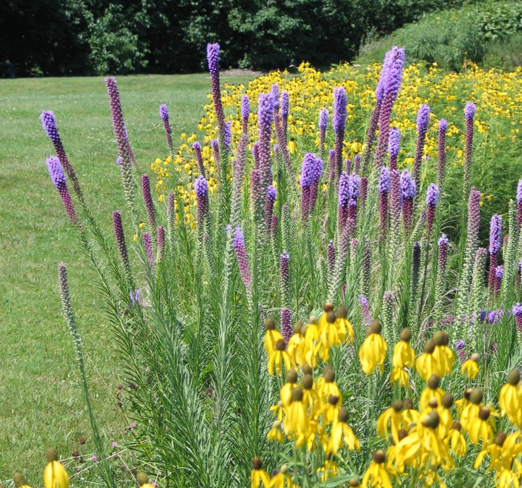 How to Design a Native Plant Garden - Dyck Arboretum