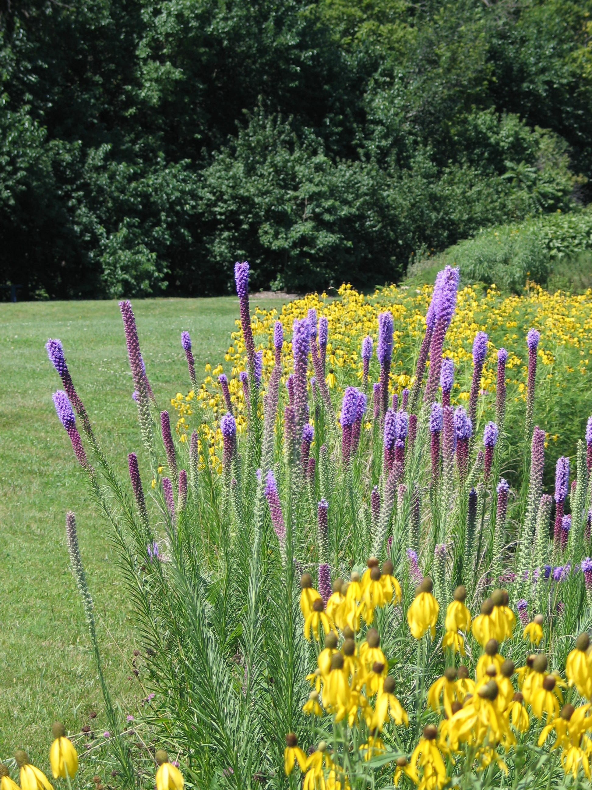  Native Plants