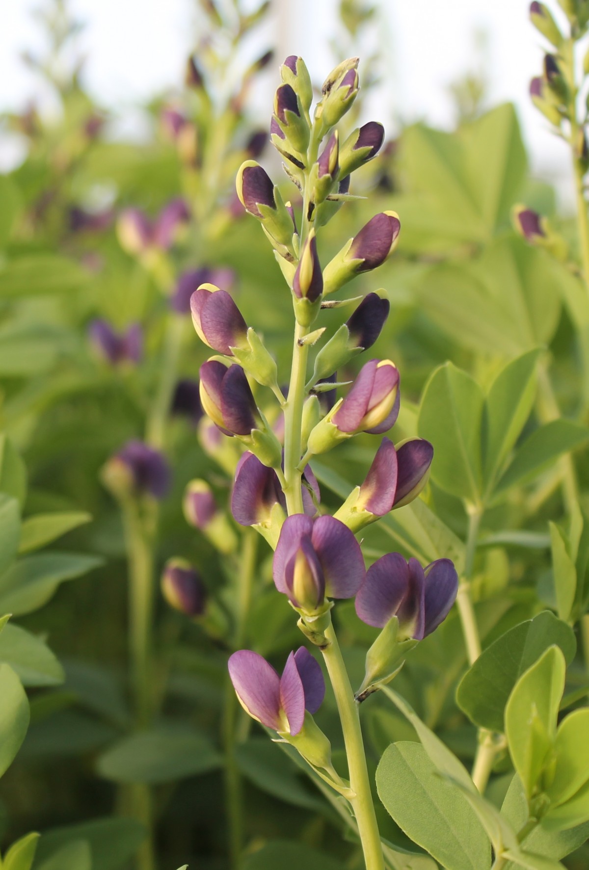 False Indigo: Beautiful Baptisias Reach for the Sky - Dyck Arboretum