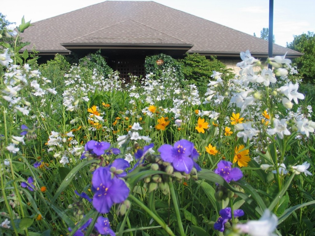 Spiderwort and Coreopsis