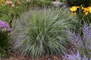 Do Native Grasses Help Pollinators? - Dyck Arboretum