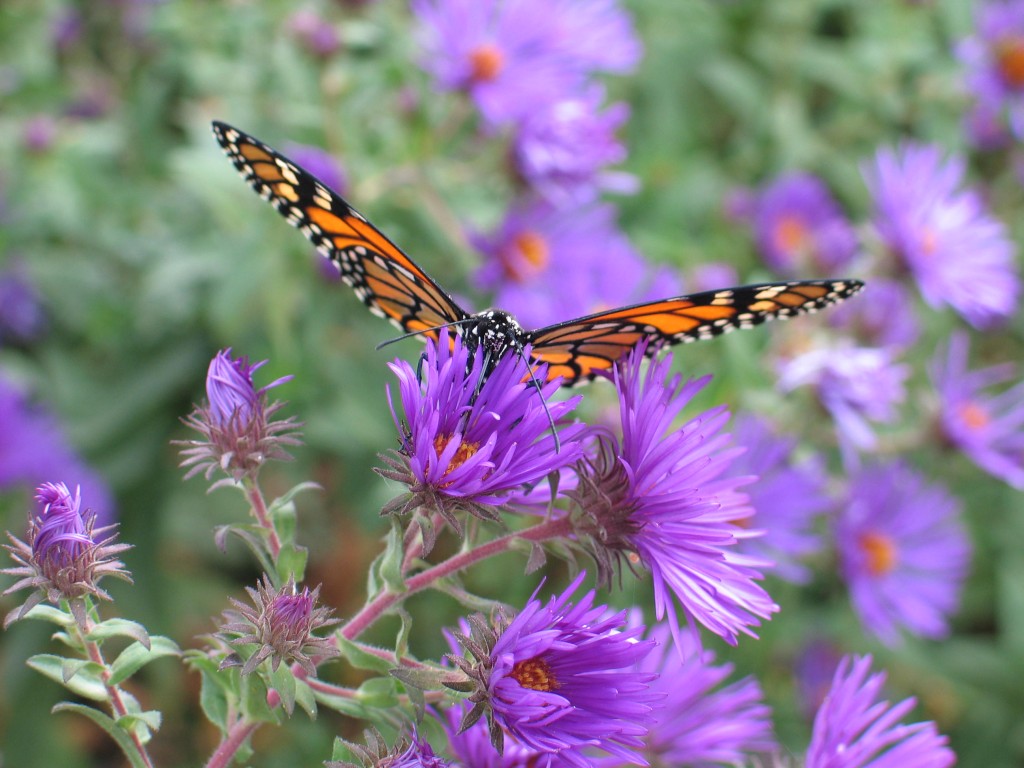 Monarch on Aster