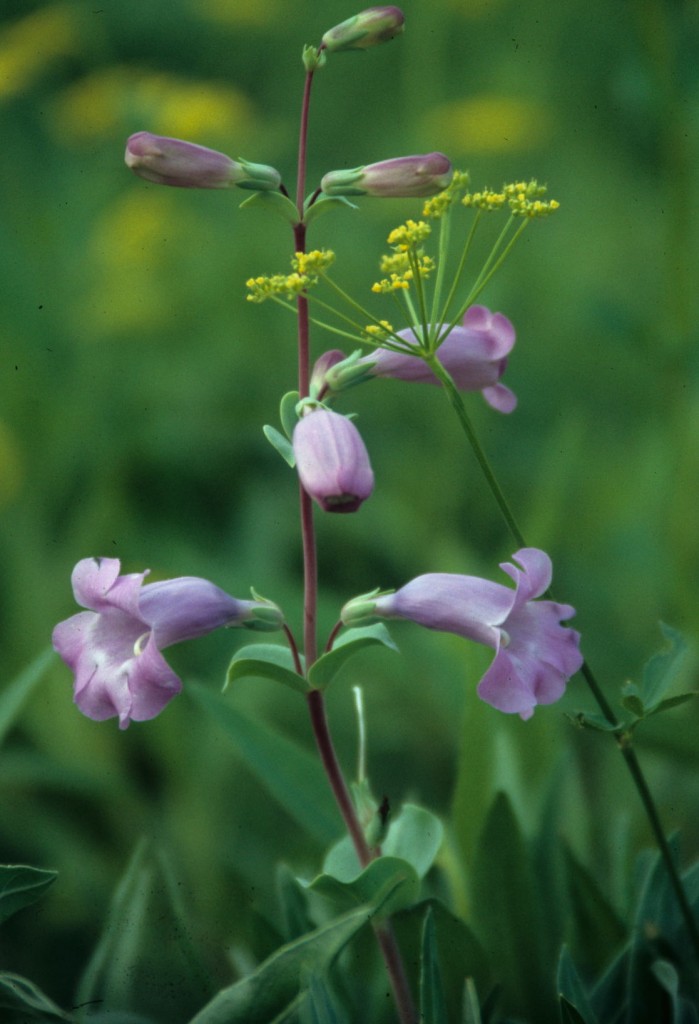 Penstemon grandiflorus, pink tube shapes flowers on a reddish stem, airy and delicate looking.