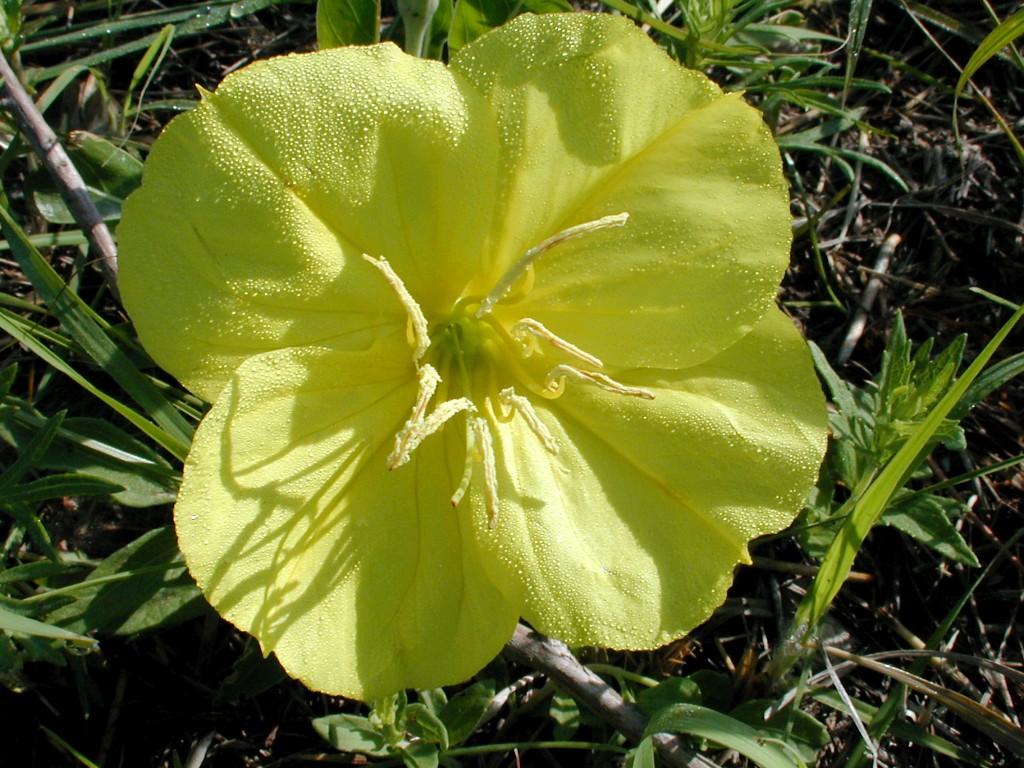 Oenothera macrocarpa (MO evening primrose) - photo by Michael John Haddock