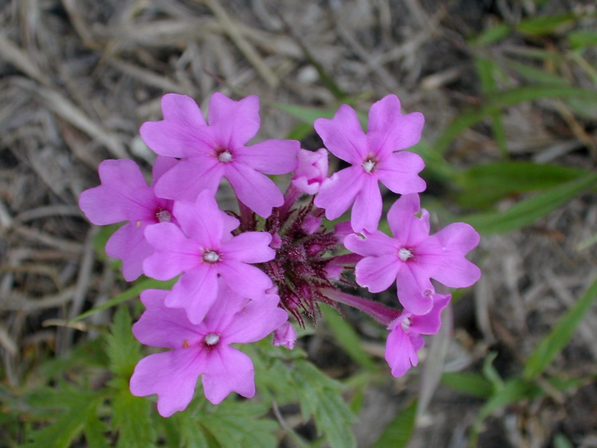 A New MustHave Plant Identification Book for Kansas Dyck Arboretum