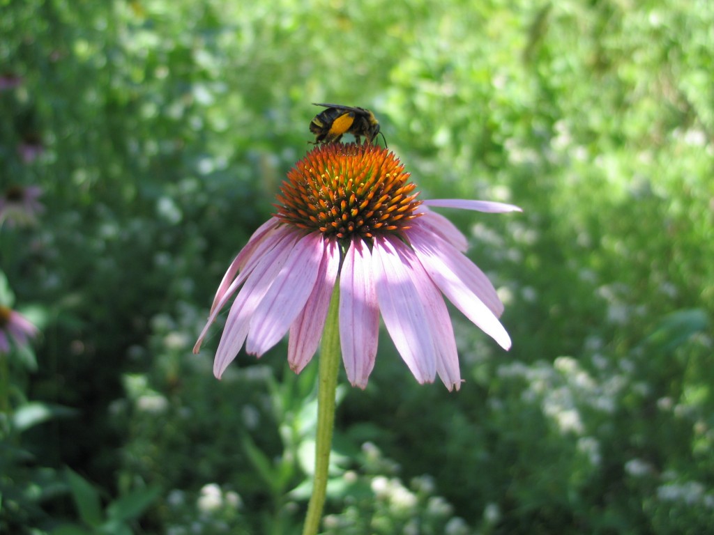 Bumblebee on Echinacea purpurea - photo by Janelle Flory Schrock