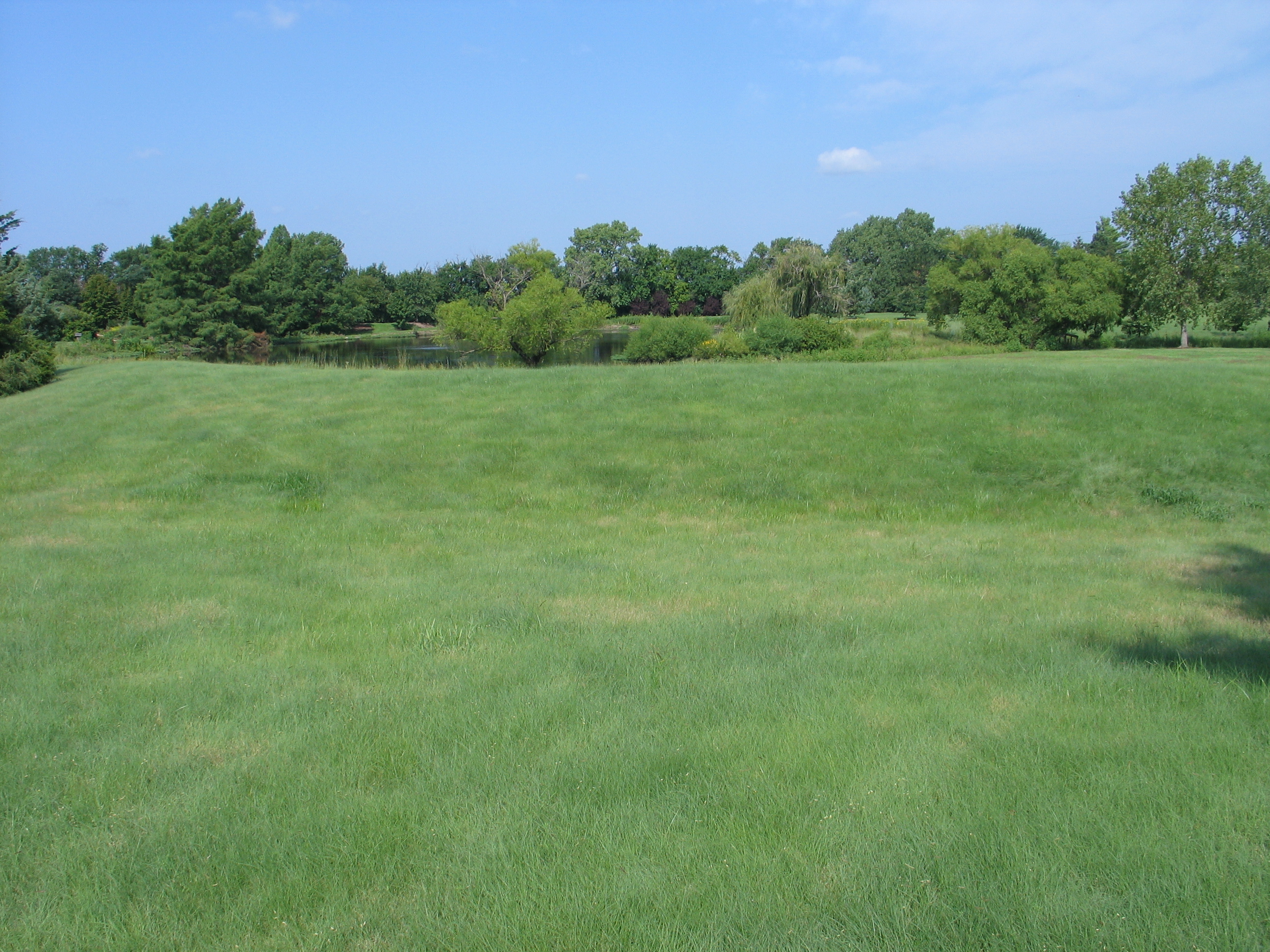 Buffalograss Five Keys To A Successful Planting Dyck Arboretum 